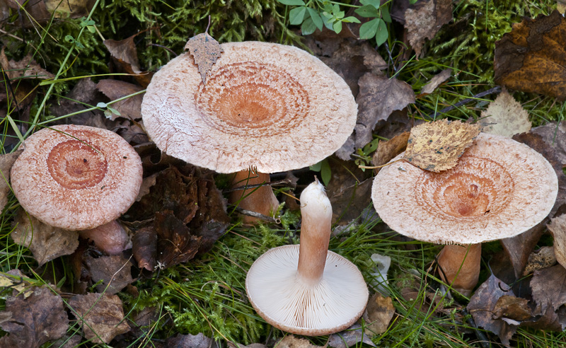 Lactarius torminosus